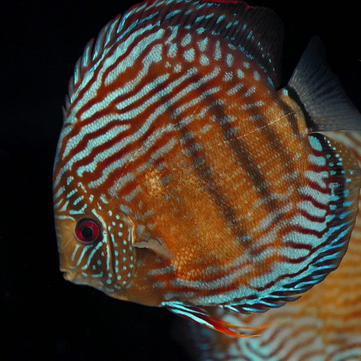 Golden Semi Royal 22