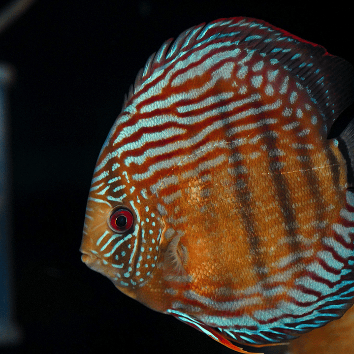 Golden Semi Royal 23