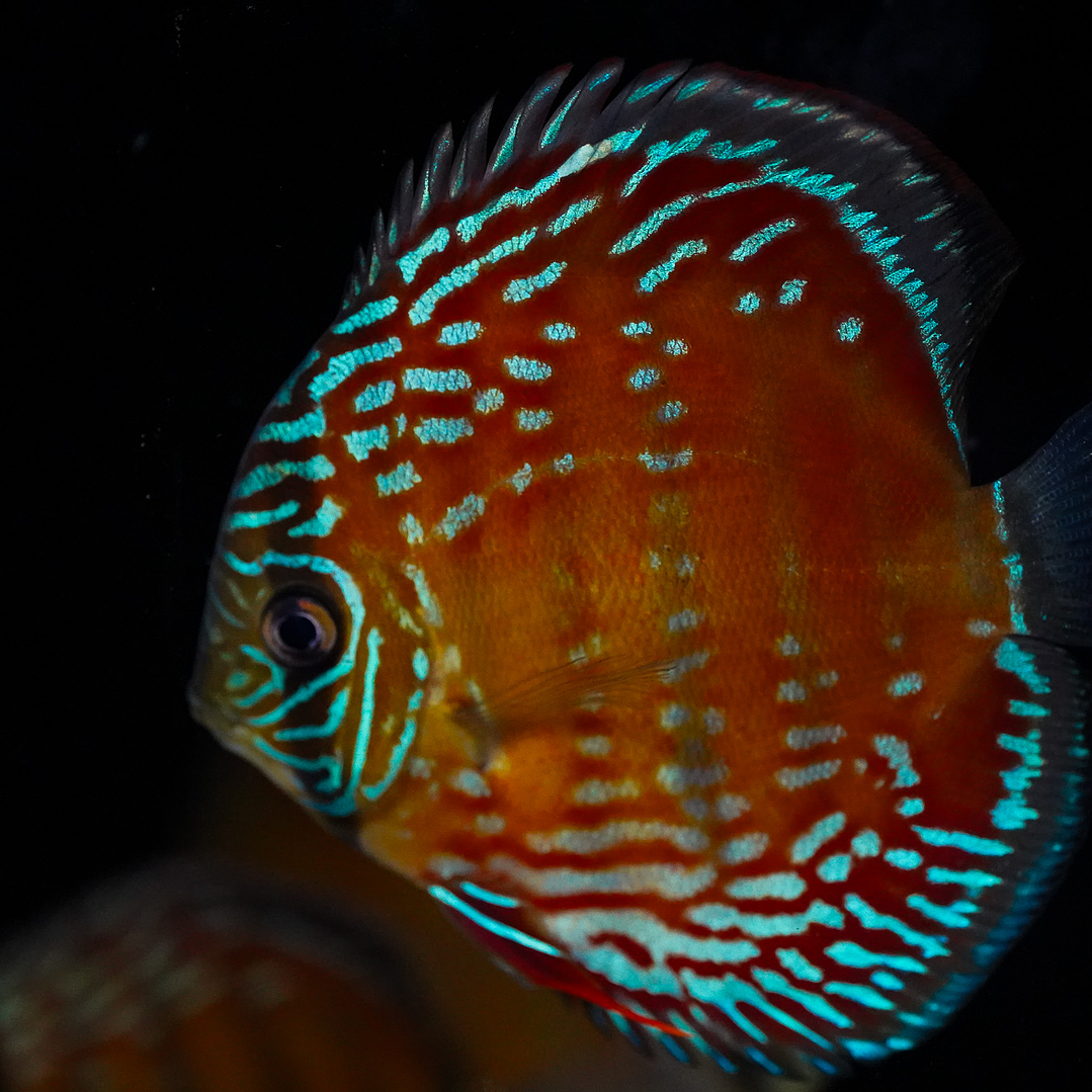 Cuipeua Semi Royal 3