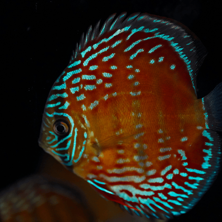 Cuipeua Semi Royal 3