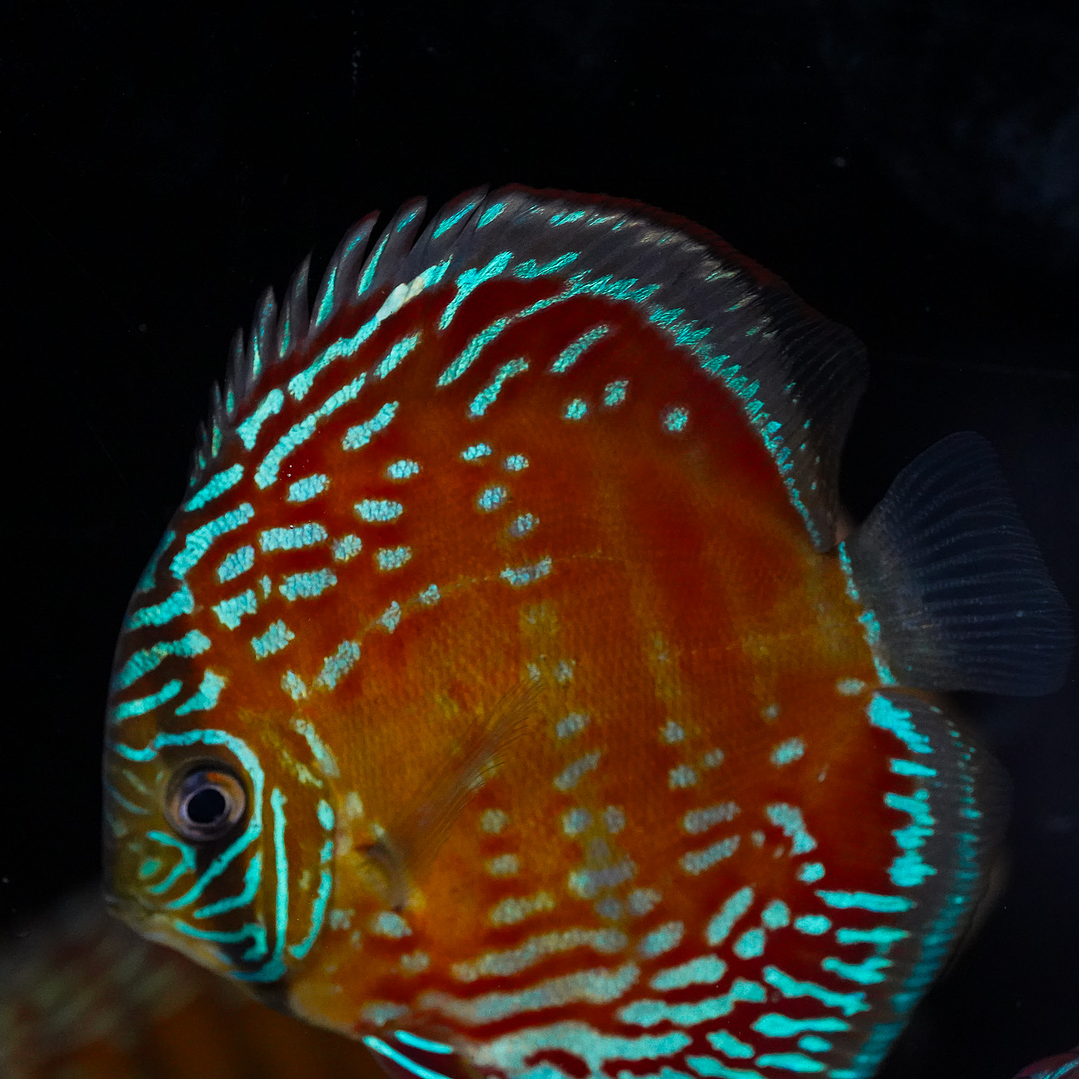 Cuipeua Semi Royal 1