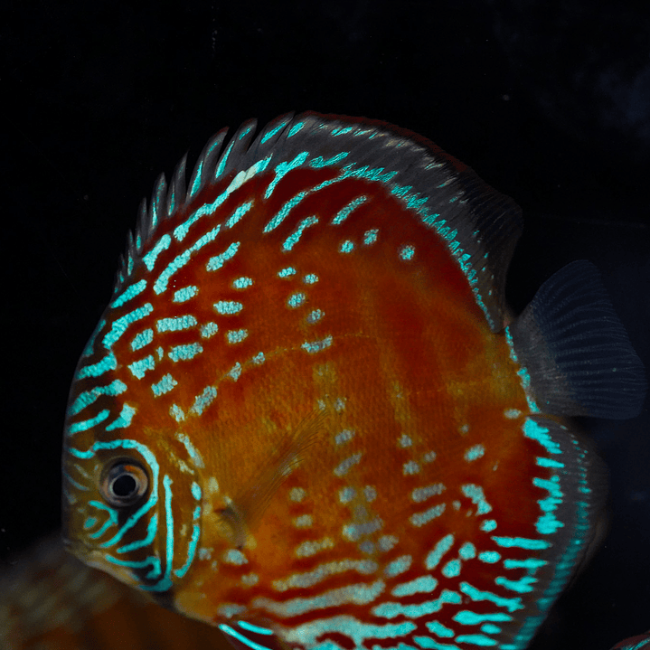 Cuipeua Semi Royal 1