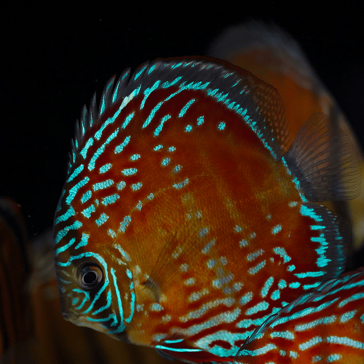 Cuipeua Semi Royal 5