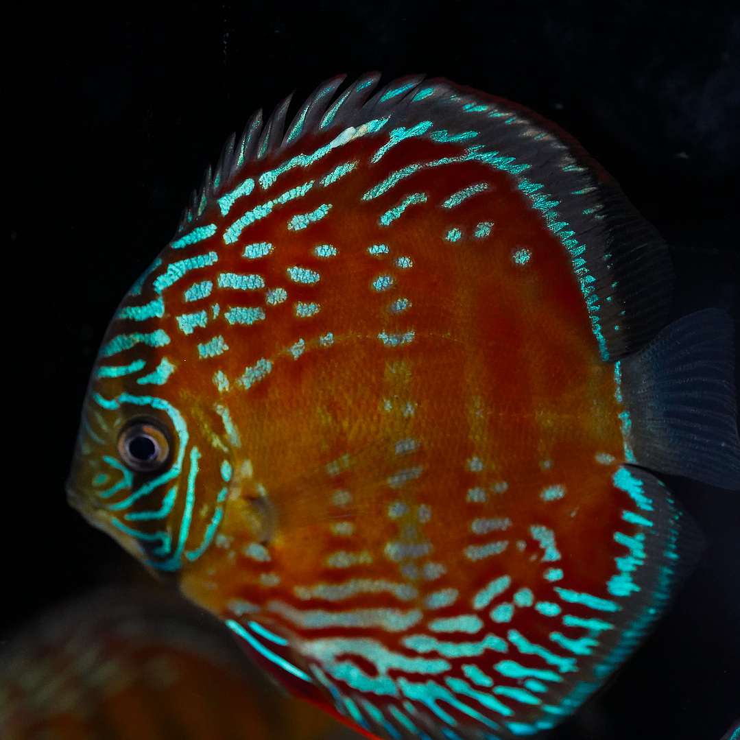 Cuipeua Semi Royal 2