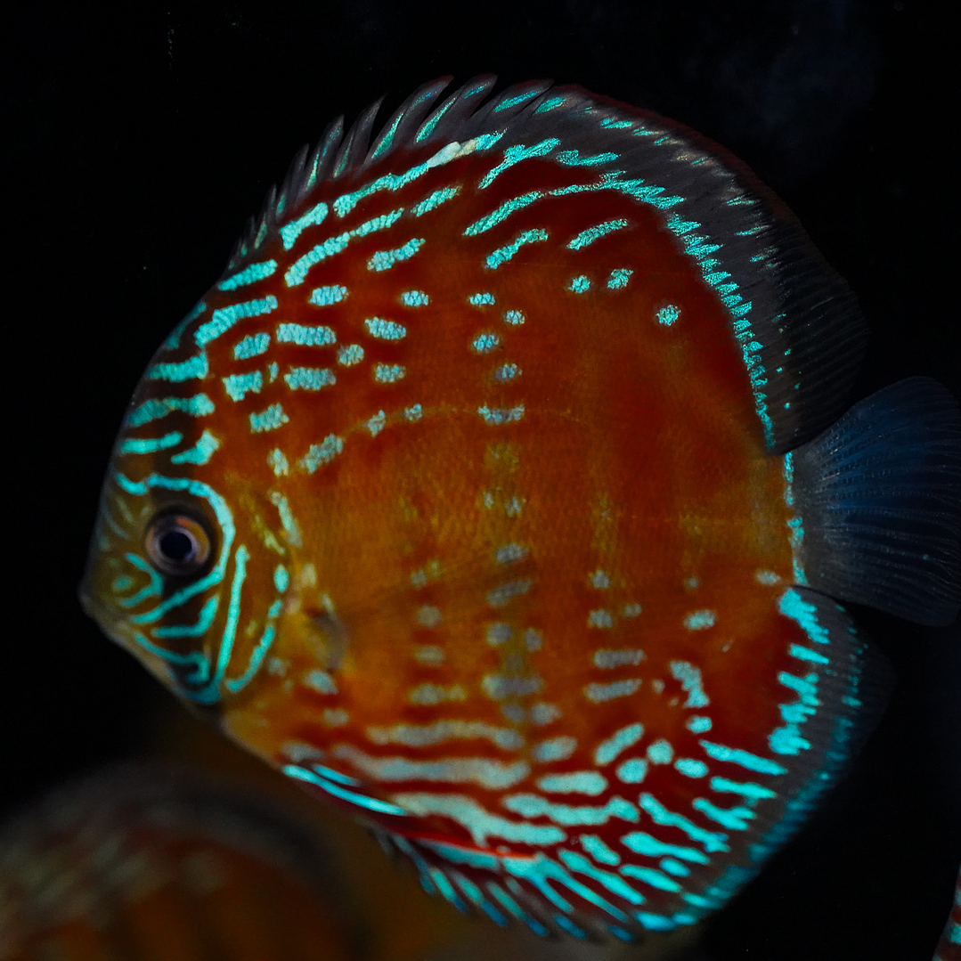 Cuipeua Semi Royal 4