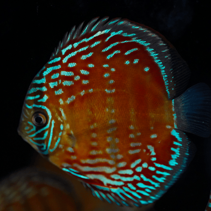 Cuipeua Semi Royal 4