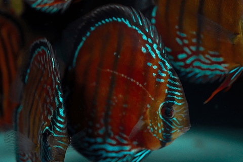 Barra Mansa Roja Sólida