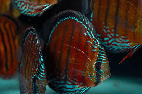 Barra Mansa Roja Sólida