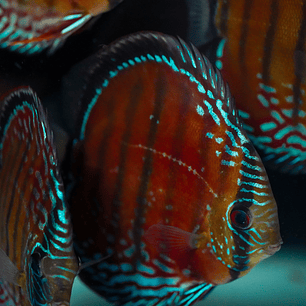 Red Solid Barra Mansa 