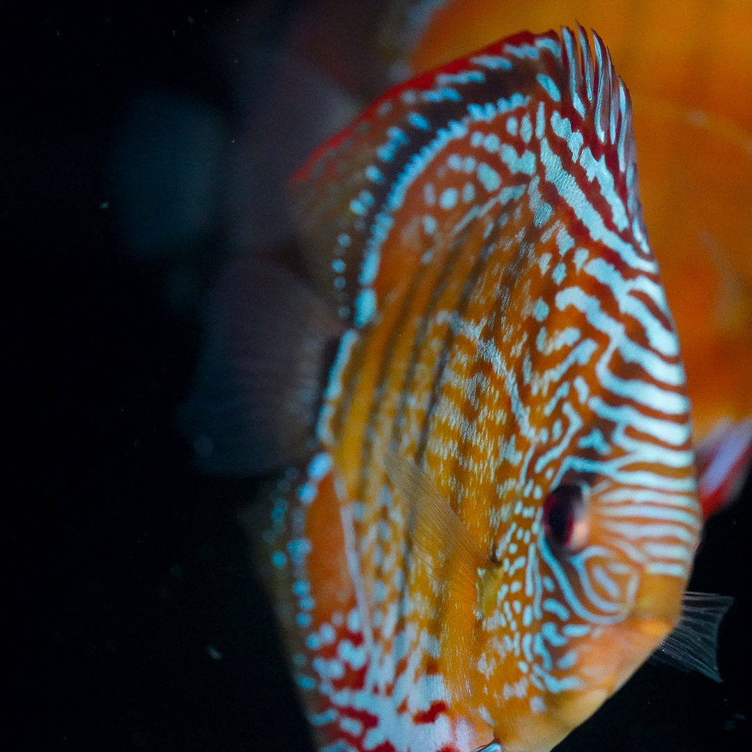 Red Solid Cuipeua 10