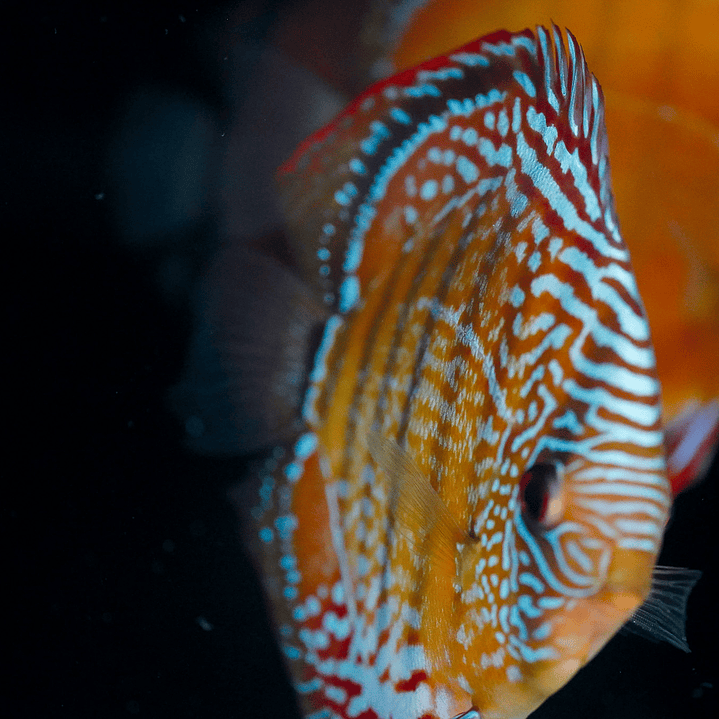 Red Solid Cuipeua 10