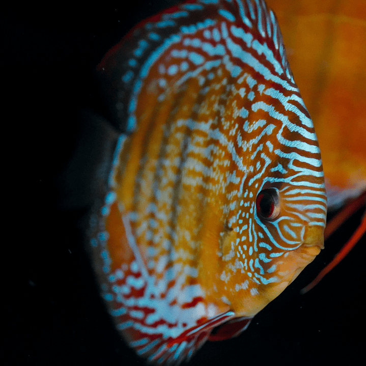 Red Solid Cuipeua 11