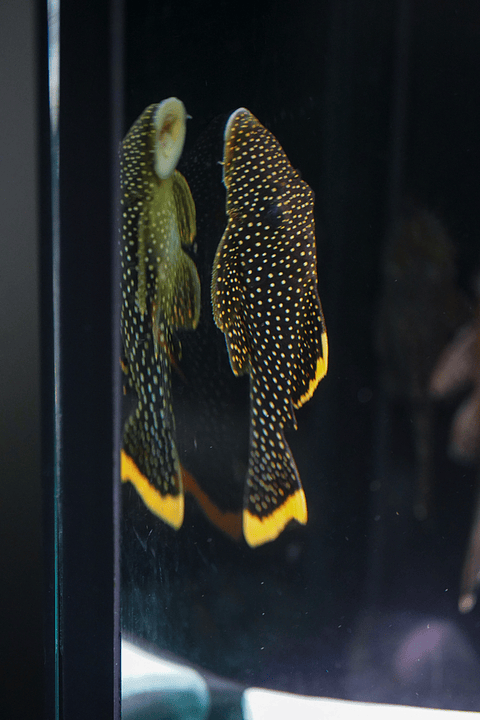 Baryancistrus xanthellus  L081 - Pepita de Ouro - 12-15 cm