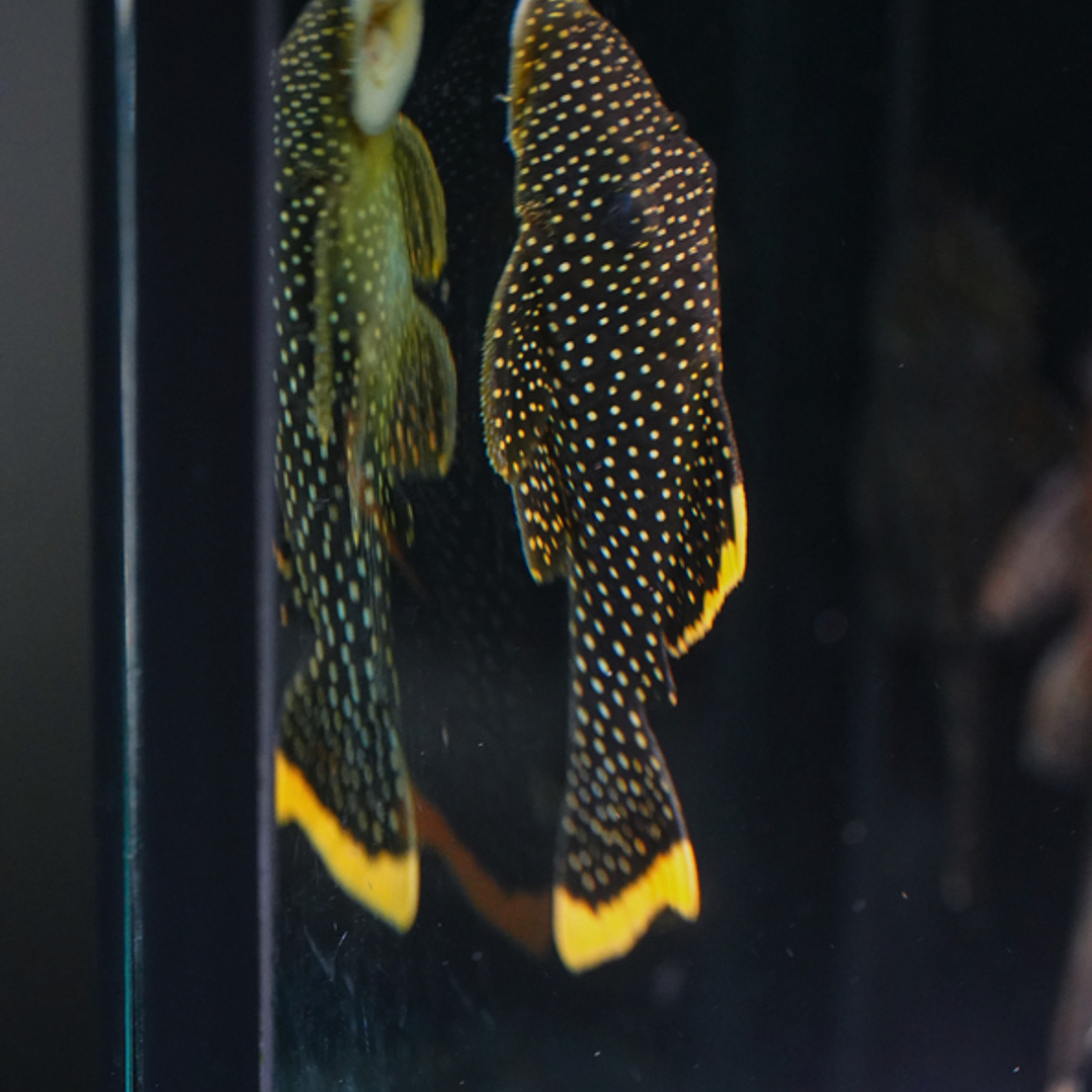 Baryancistrus xanthellus  L081 - Pepita de Ouro - 12-15 cm 2