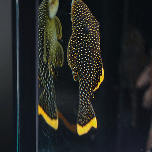 Baryancistrus xanthellus  L081 - Pepita de Ouro - 12-15 cm