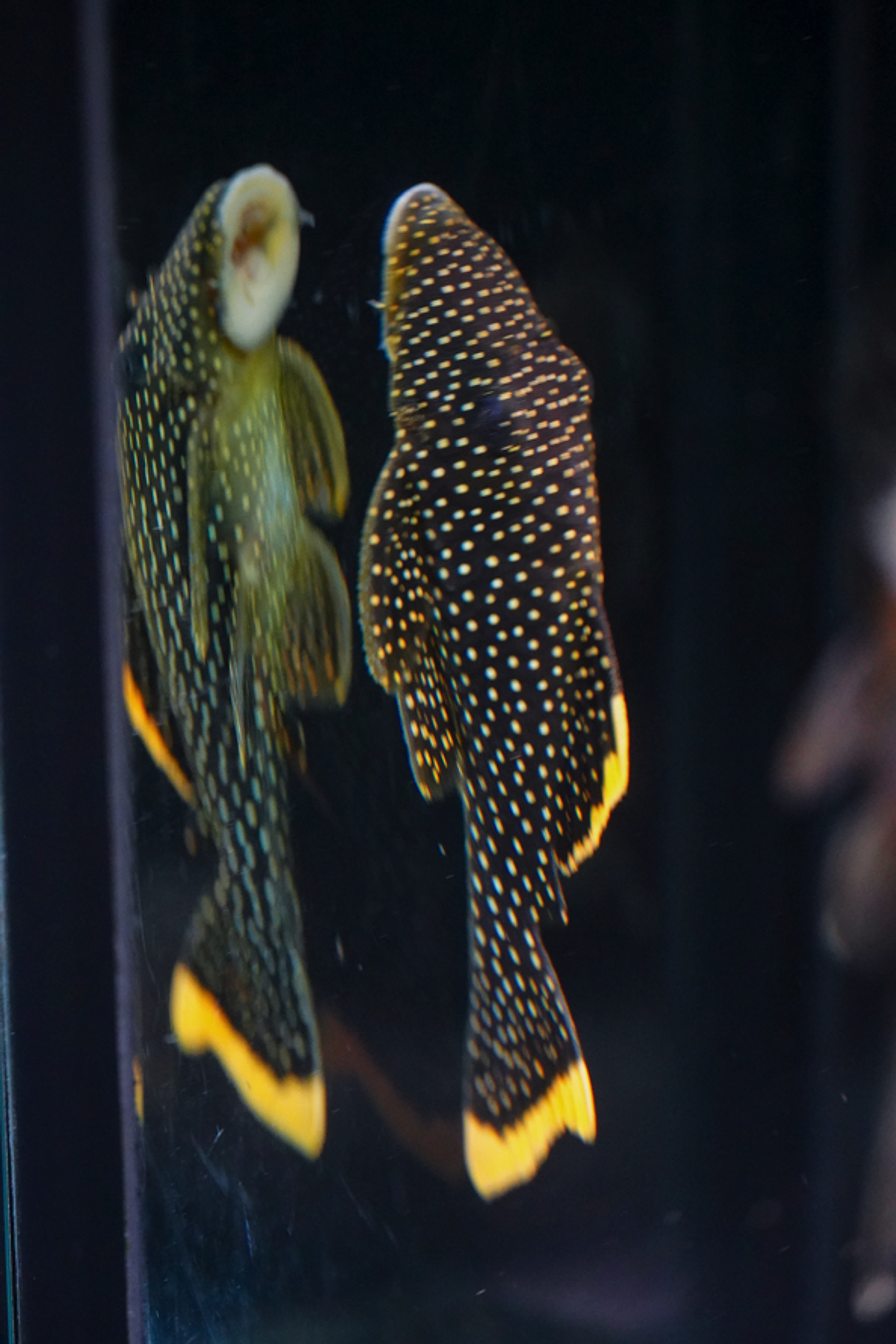 Baryancistrus xanthellus  L081 - Pepita de Ouro - 12-15 cm 4