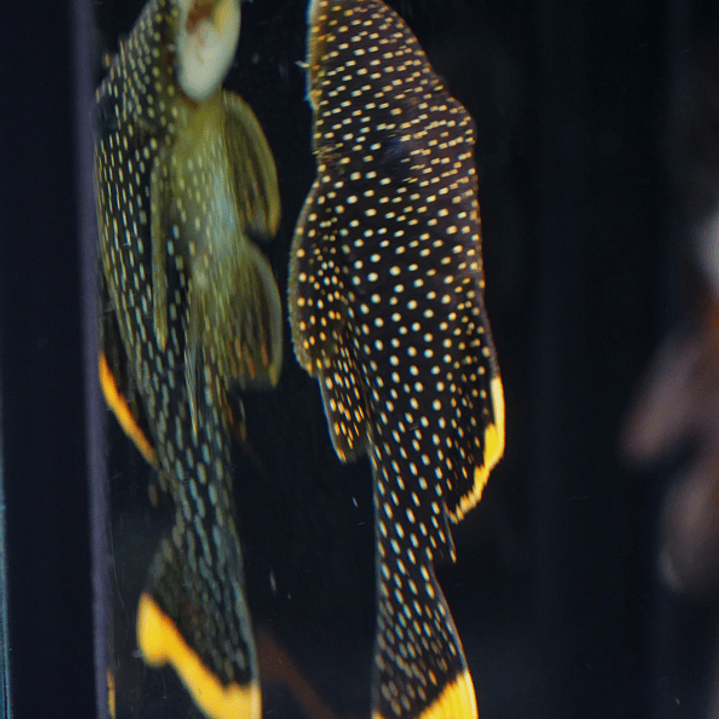 Baryancistrus xanthellus  L081 - Pepita de Ouro - 12-15 cm 4