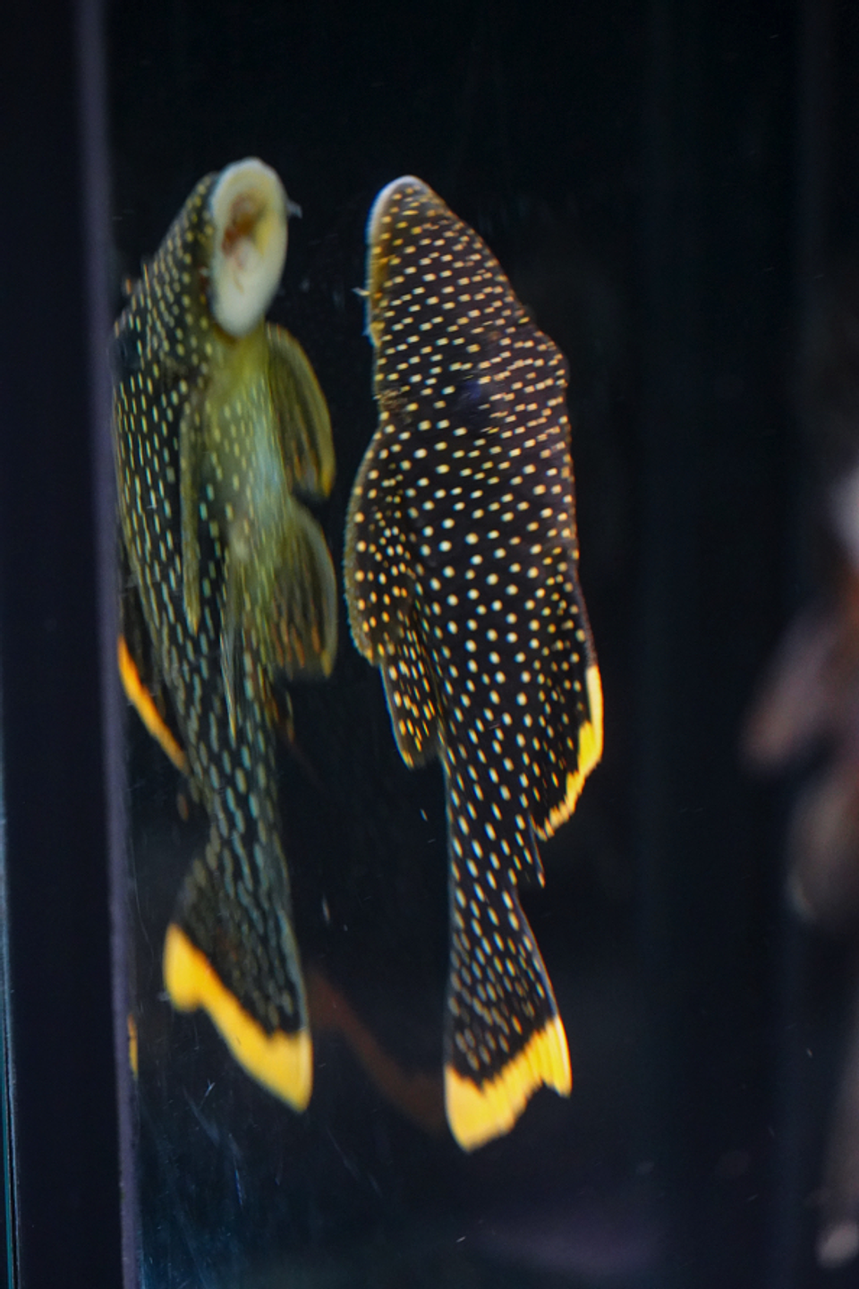 Baryancistrus xanthellus  L081 - Pepita de Ouro - 12-15 cm 4