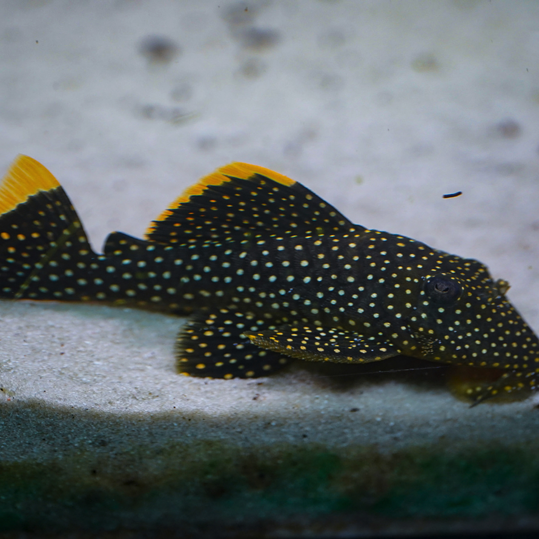 Baryancistrus xanthellus  L081 - Pepita de Ouro - 12-15 cm 3