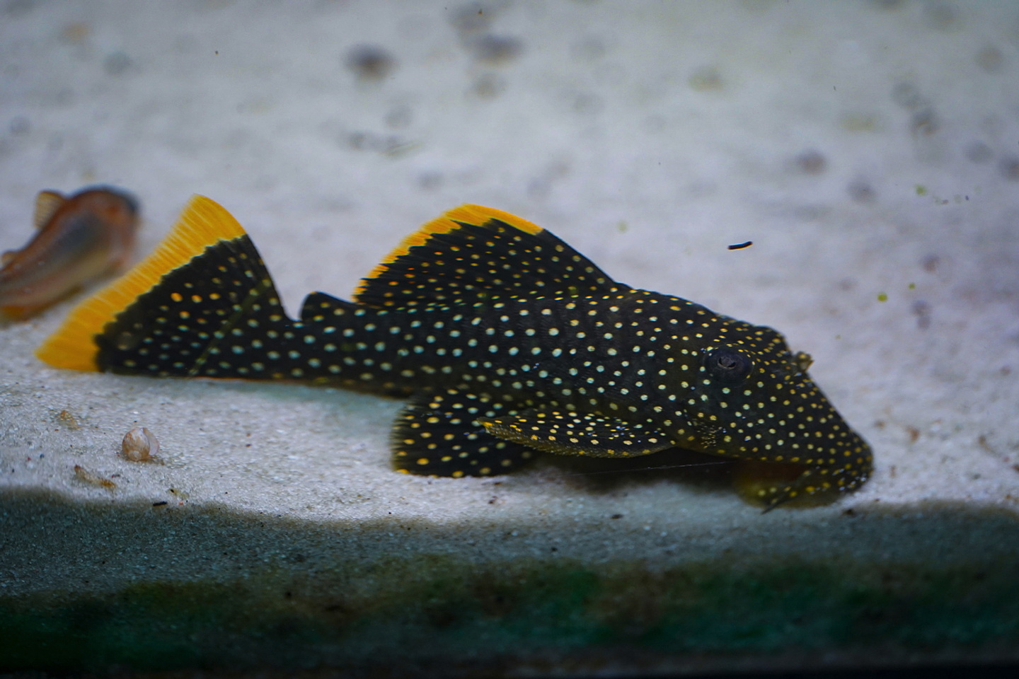 Baryancistrus xanthellus  L081 - Pepita de Ouro - 12-15 cm 3