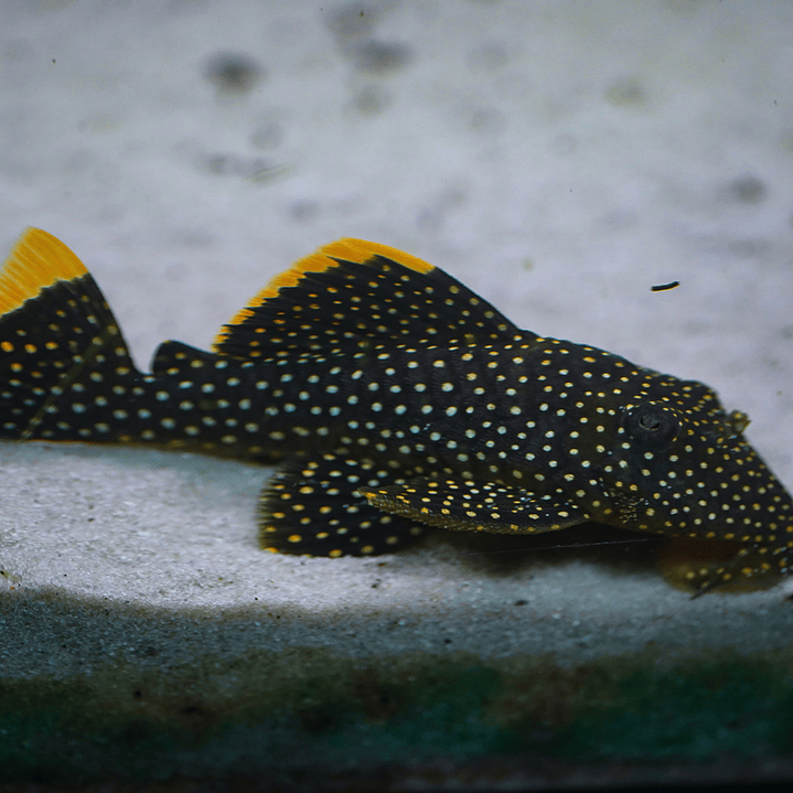 Baryancistrus xanthellus  L081 - Pepita de Ouro - 12-15 cm 3