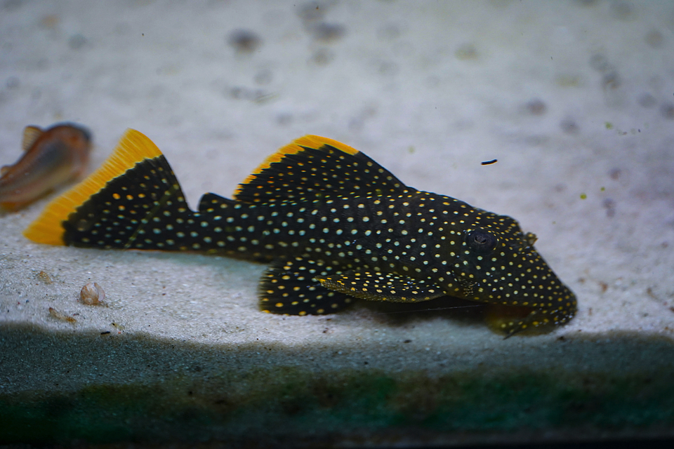 Baryancistrus xanthellus  L081 - Pepita de Ouro - 12-15 cm 3