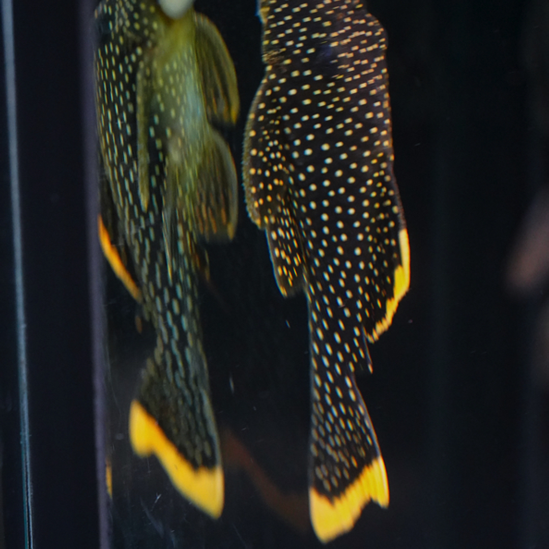 Baryancistrus xanthellus  L081 - Pepita de Ouro - 12-15 cm 7