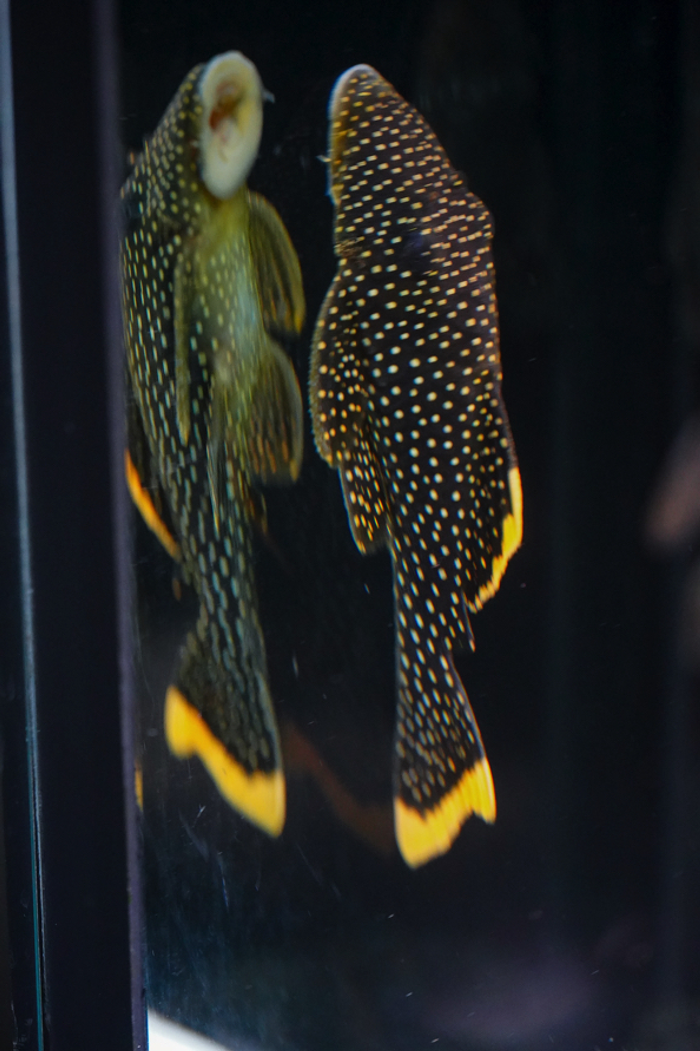 Baryancistrus xanthellus  L081 - Pepita de Ouro - 12-15 cm 7