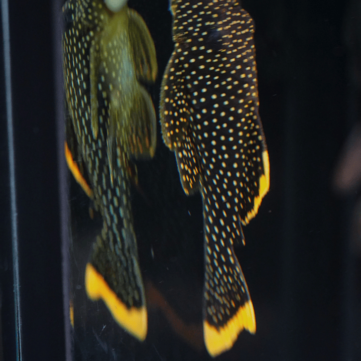 Baryancistrus xanthellus  L081 - Pepita de Ouro - 12-15 cm 7