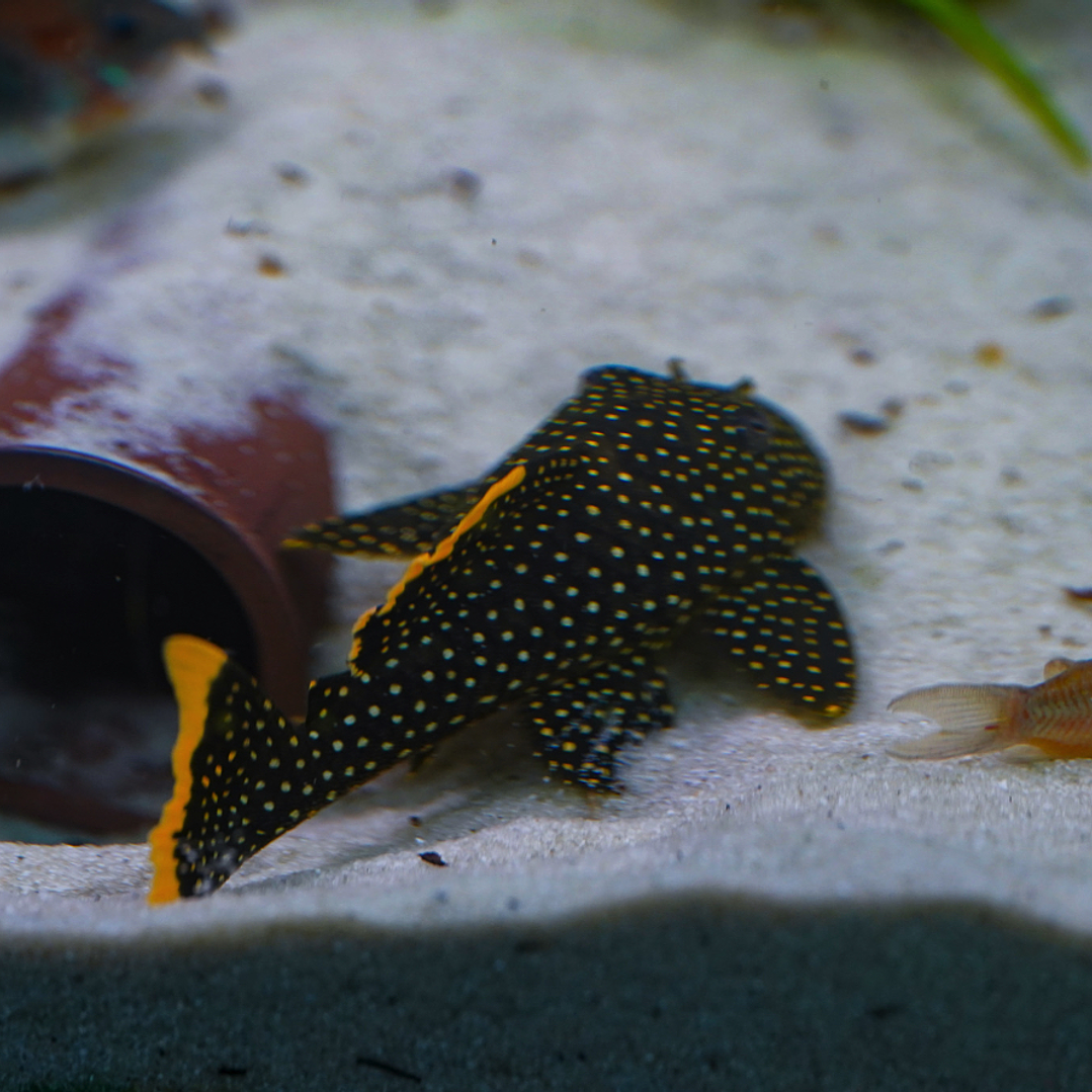 Baryancistrus xanthellus  L081 - Pepita de Ouro - 12-15 cm 5