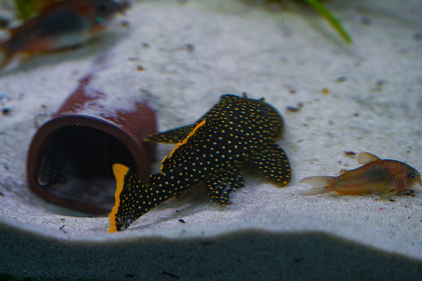 Baryancistrus xanthellus  L081 - Pepita de Ouro - 12-15 cm 5