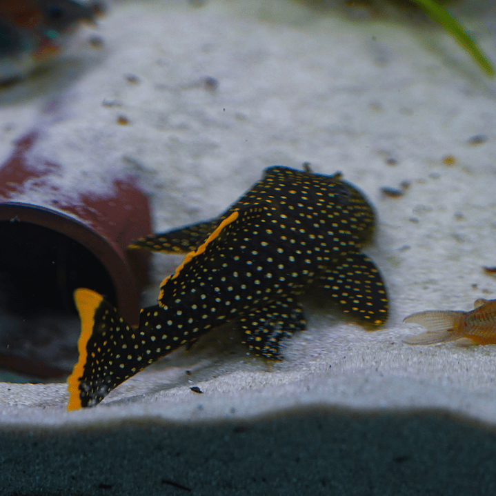 Baryancistrus xanthellus  L081 - Pepita de Ouro - 12-15 cm 5