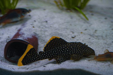 Baryancistrus xanthellus  L081 - Pepita de Ouro - 12-15 cm