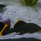 Baryancistrus xanthellus  L081 - Pepita de Ouro - 12-15 cm - Thumbnail 1