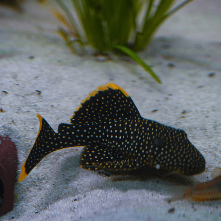 Baryancistrus xanthellus  L081 - Pepita de Ouro - 12-15 cm 8