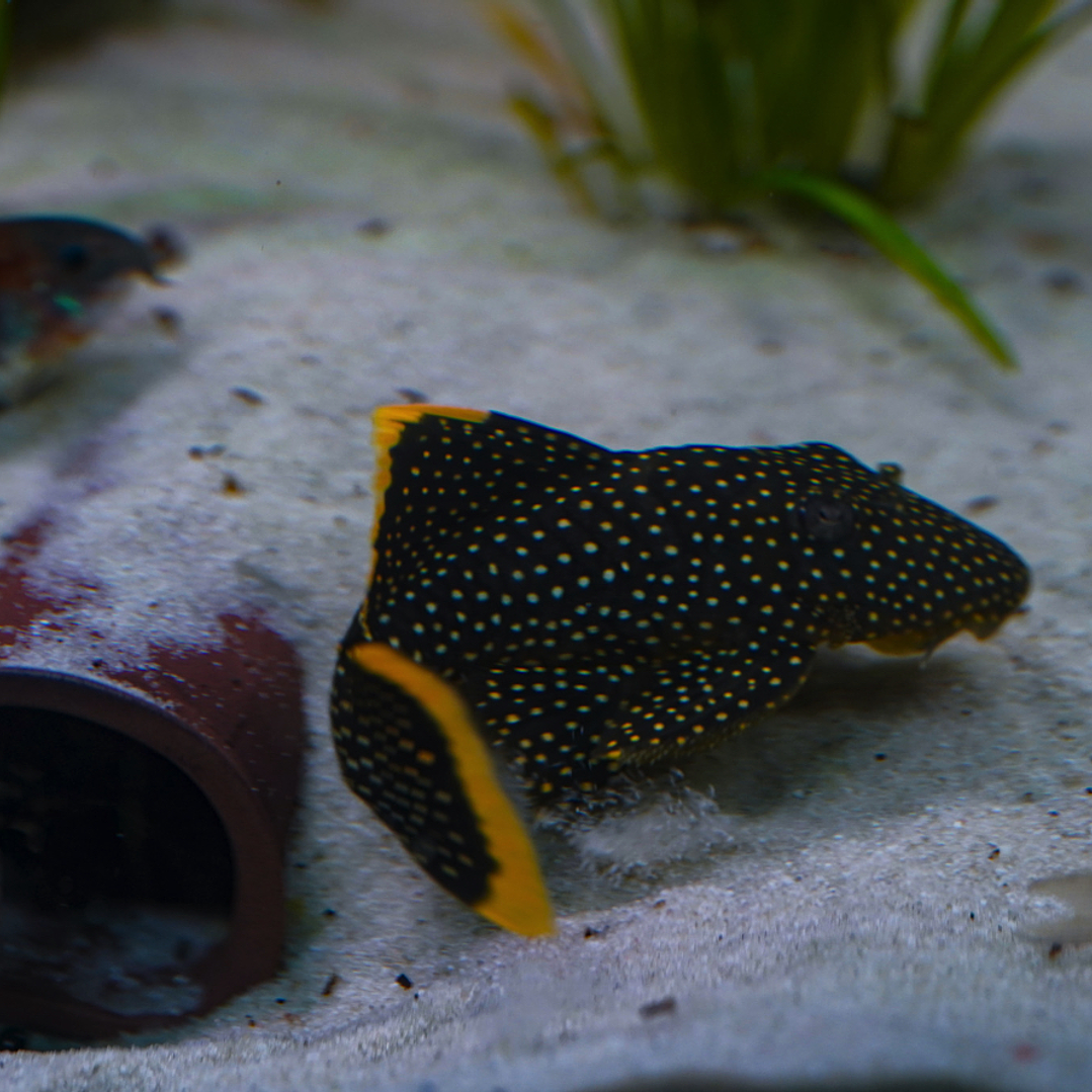 Baryancistrus xanthellus  L081 - Pepita de Ouro - 12-15 cm 6