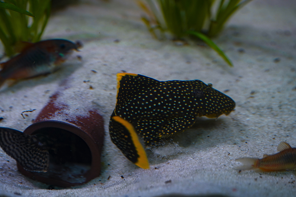 Baryancistrus xanthellus  L081 - Pepita de Ouro - 12-15 cm 6