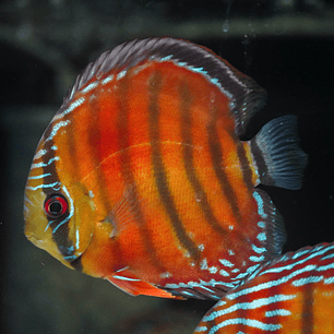 Red Solid Barra Mansa