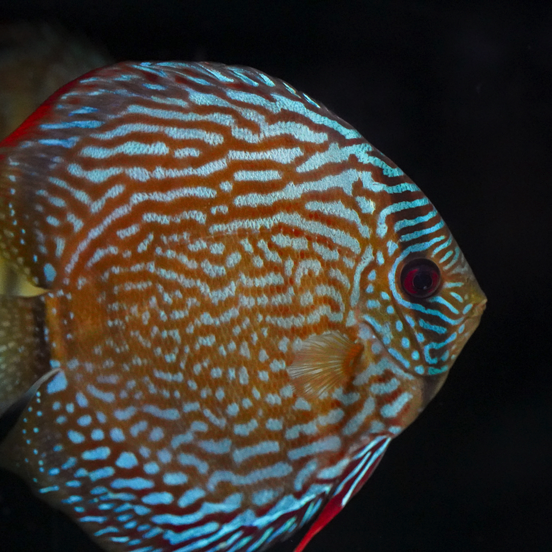 Semi Royal Iripixi 2