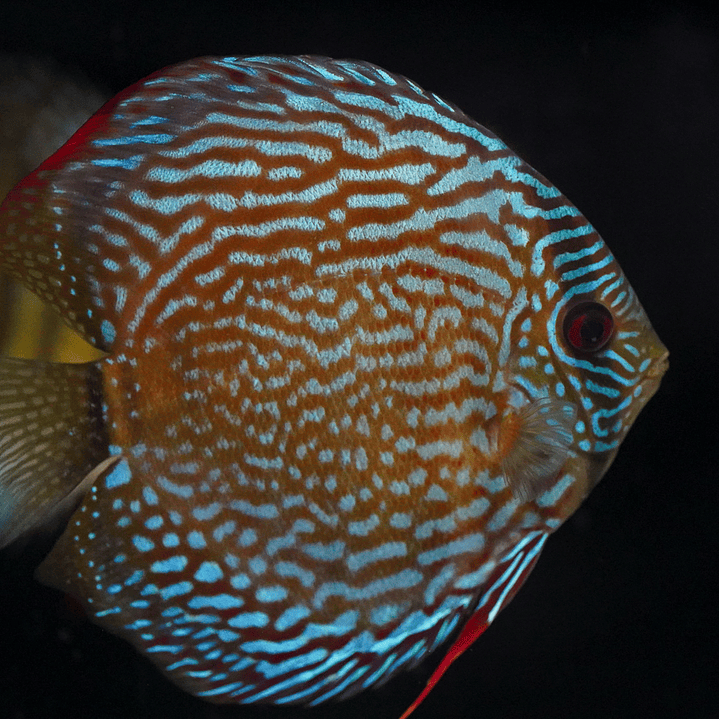 Semi Royal Iripixi 4