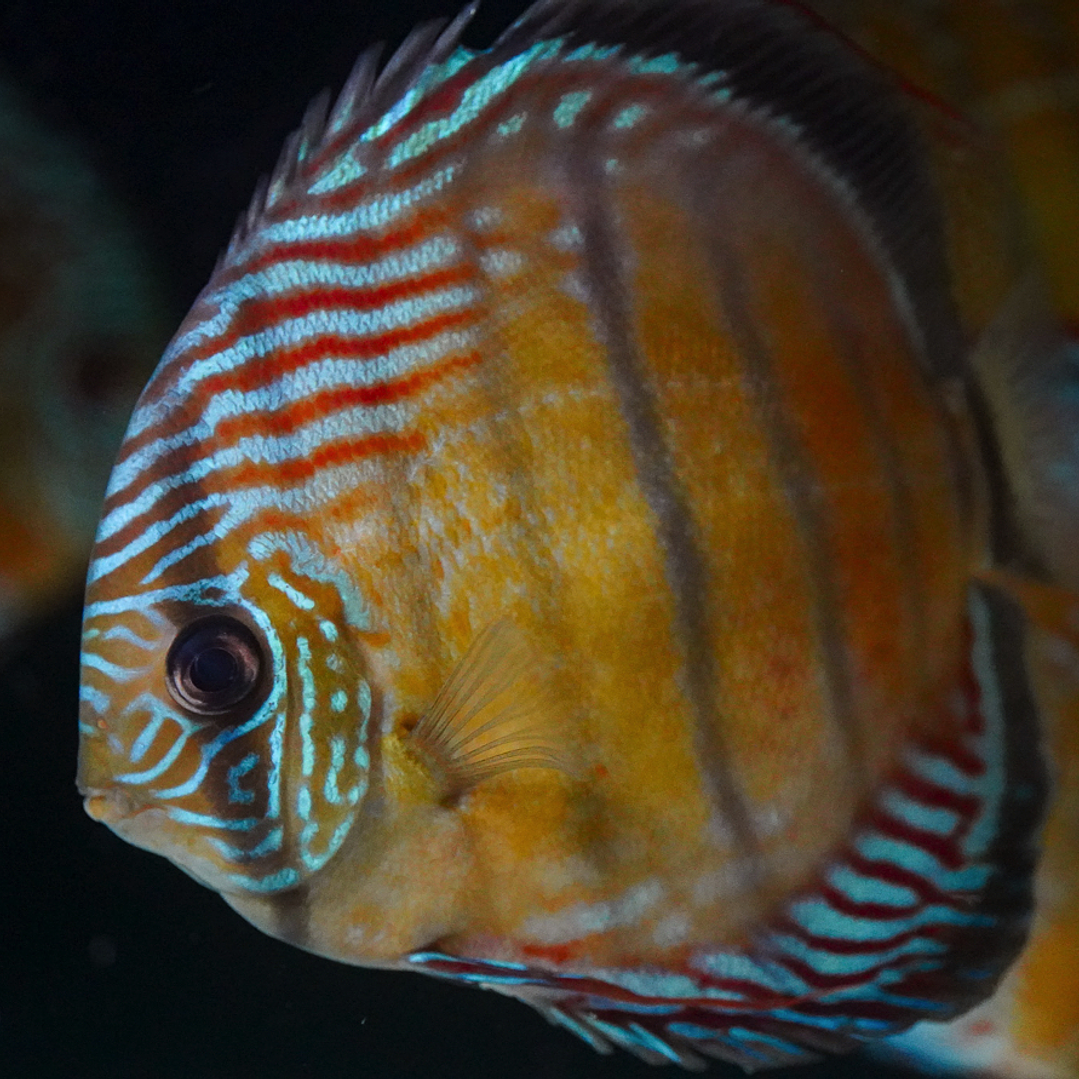 Semi Royal Iripixi 3