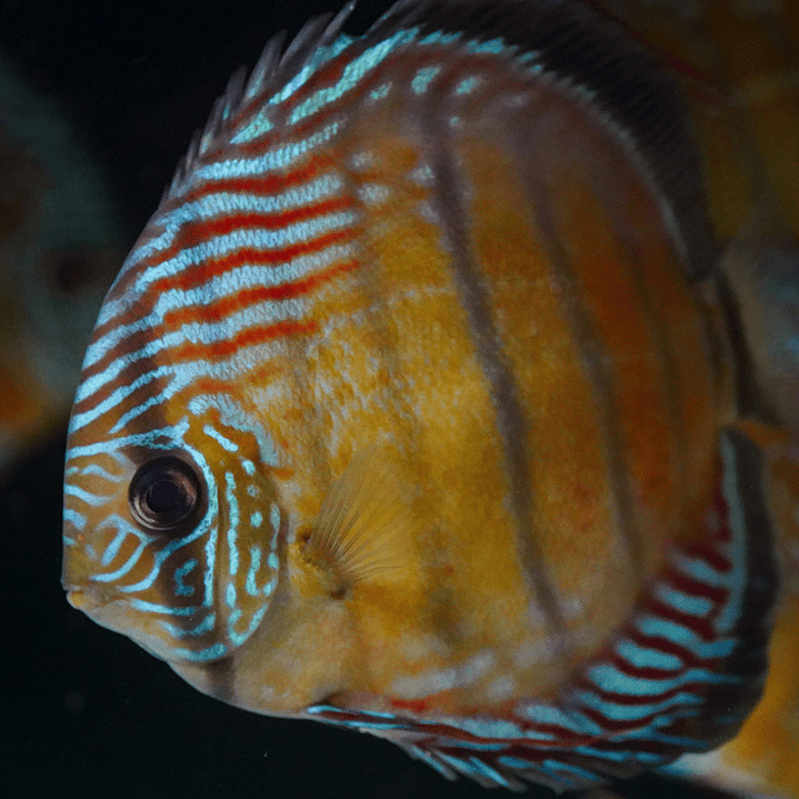 Semi Royal Iripixi 4