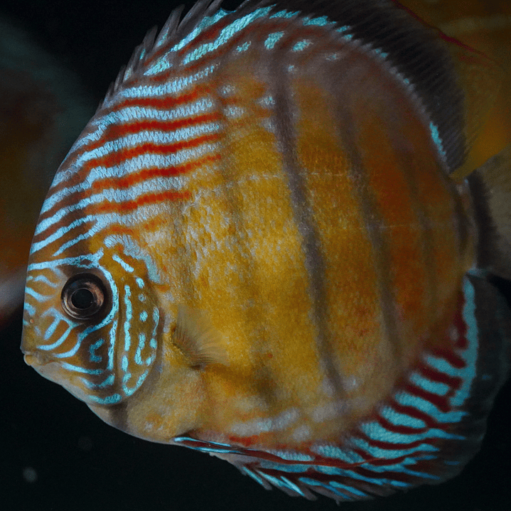 Semi Royal Iripixi 7