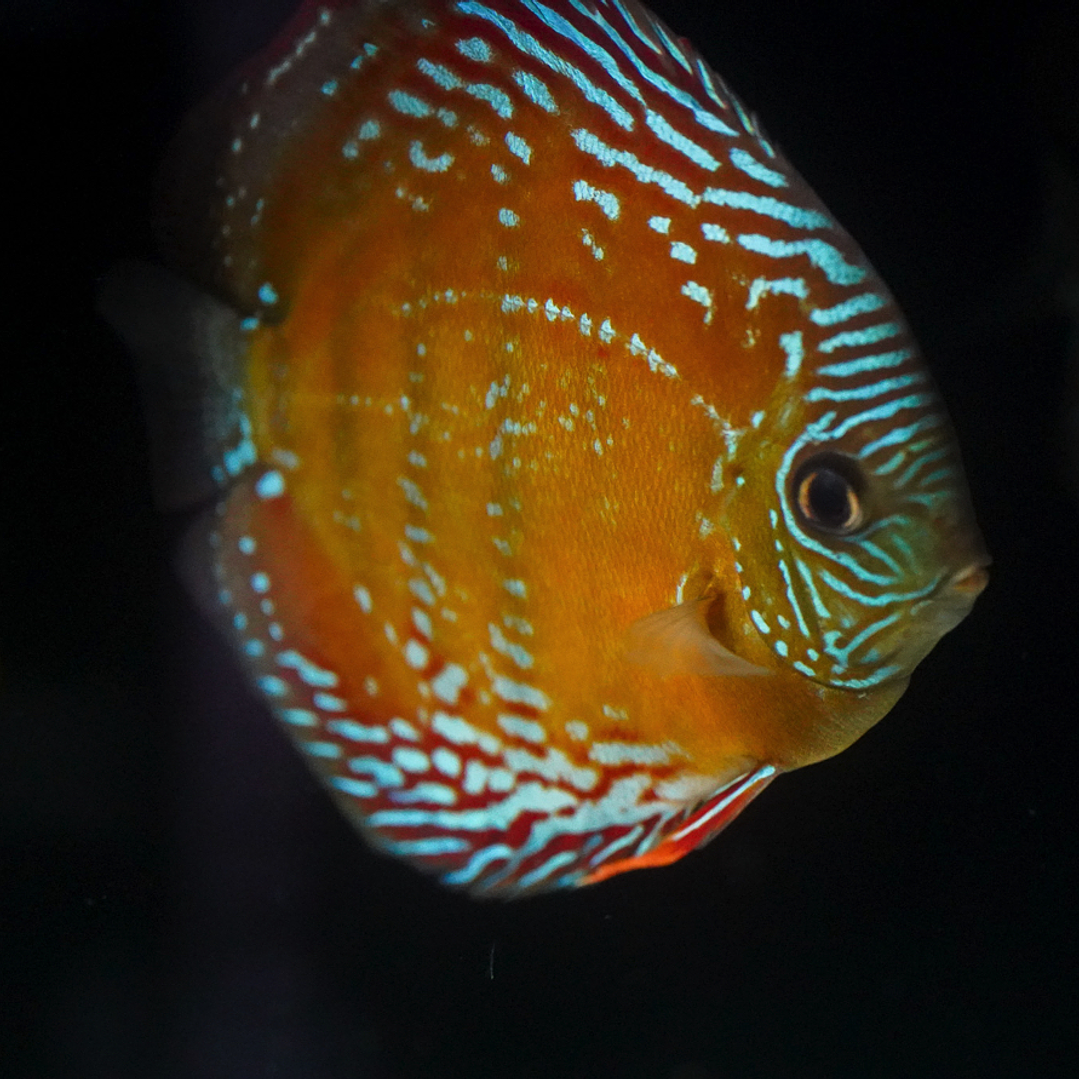 Cuipeua Semi Royal 5