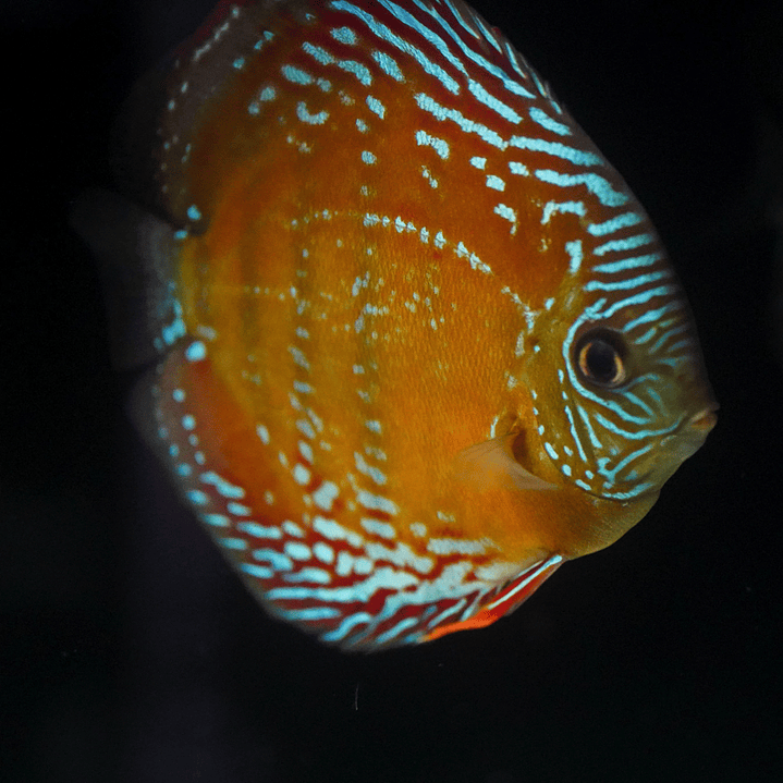 Cuipeua Semi Royal 5