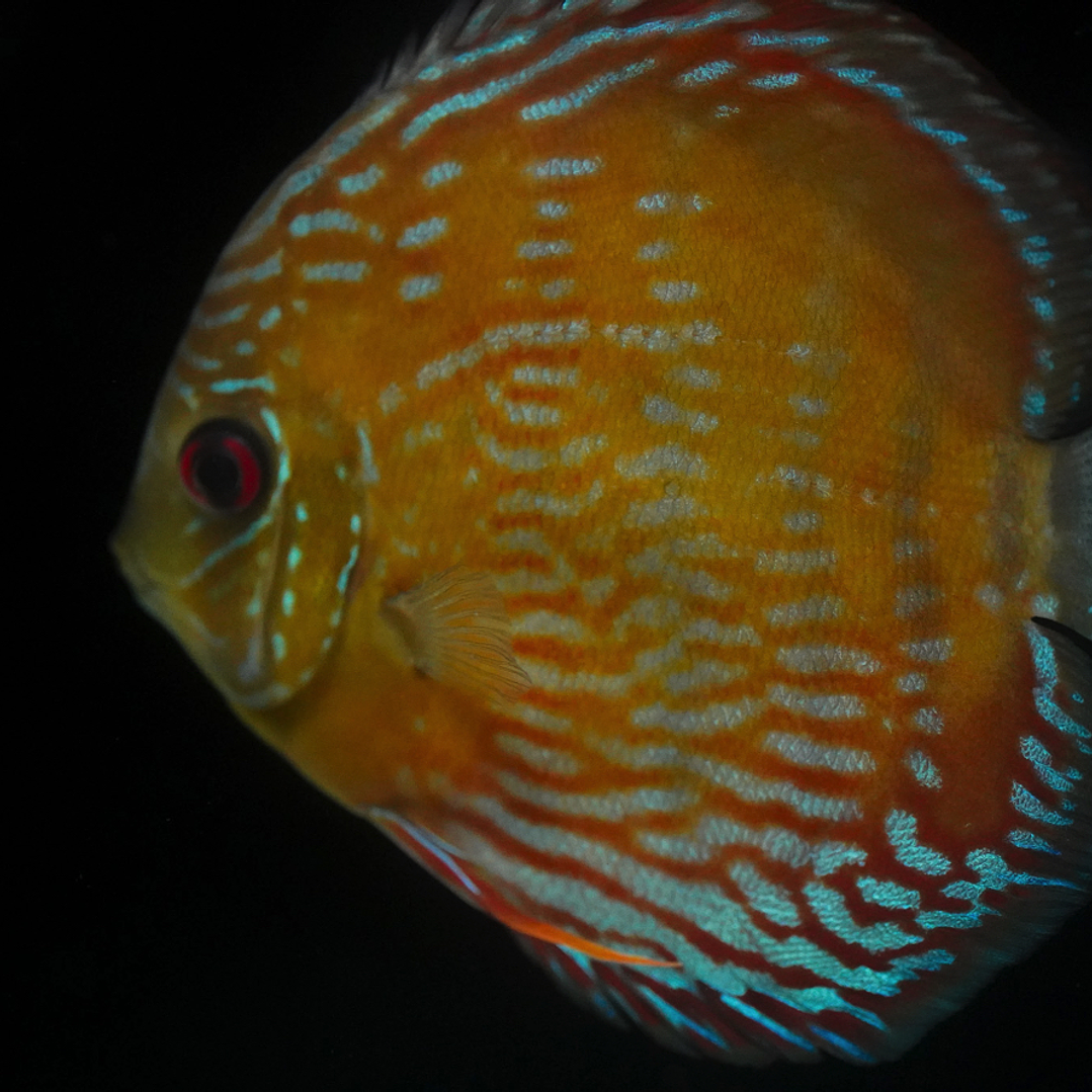 Cuipeua Semi Royal 9