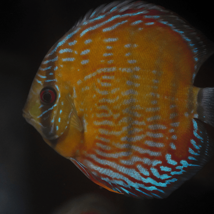 Cuipeua Semi Royal 12