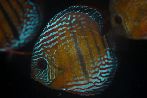 Semi Royal Barra Mansa