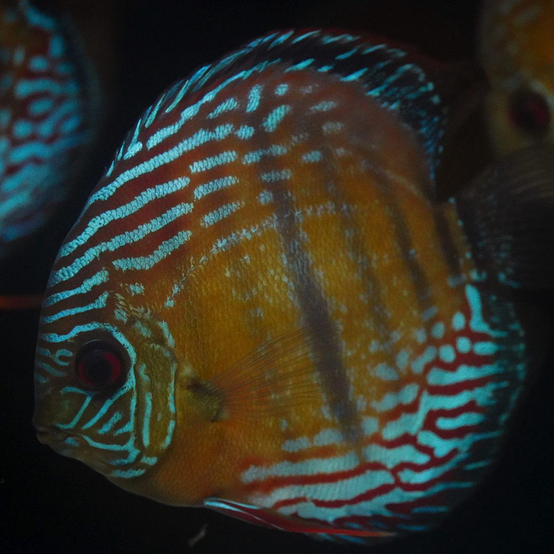 Semi Royal Barra Mansa 1