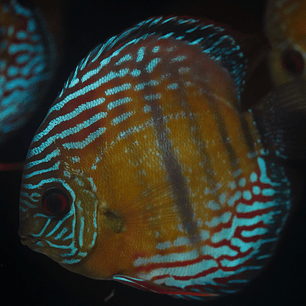 Semi Royal Barra Mansa